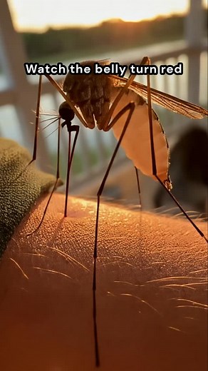 Nature is terrifyingly real #mosquito #macro #nature #satisfying | Winter Science