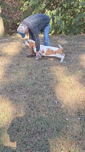 4K views · 109 reactions | This is Ollie, he is almost 6 months old, still intact, contact us for more information. | Stonewall Farm Bassets | Facebook