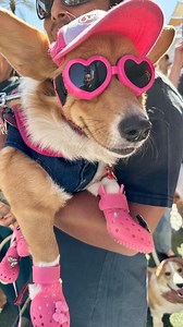 Thank you to everyone and all the doggos that came out to @pupfestival last weekend! We had a blast @tempemarketplace 🎉 We loved the PRO PHOTO OPS by @pawsitivelyhannah 📸 Special thanks to the dog meetup groups 🐕‍🦺🐩🐕 @west_side_weens @phxdoodles @azpugparty Thank you @maricopapets and @azhuskyrescue for being part of the cuddle zone with rescue adoptions! ❤️❤️❤️ Huge shout out to BACON @corgiclubcolton for being our special guest star 🤩 Thank you to the event partners 😎 @dogballsusa @the