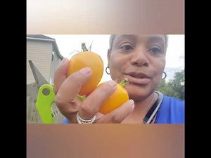 Golden Jubliee Tomato Harvest & Taste Test 😋🍅