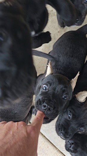 25 reactions | **Training Our Presa Canario Puppies to Recognize...