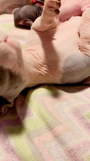 Love little Hazel and can’t wait for next litter in July💕🎉🍾 Always up for new litters, tiny meows, shenanigans and love here at Adora ❤️Adora sphynx Cattery- 913-206-6417 premium exotic hairless felines hand raised in the USA #adora #adorasphynx#sphynxlove #love #sphynxkittensofinstagram #sphynxkitten #sphynxcommunity #sphynxofinstagram #hairlesscat #kittensofinstagram #sphynxcatsofinstagram #kansascity #love #sphynx #sphynxcat #kitten #funnyvideos #cute #cutecats #newyork #sphynxcommunity #s