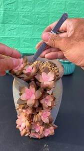 377K views · 6.3K reactions | Beautiful succulent DIY ideas 華 | Succulents | Facebook