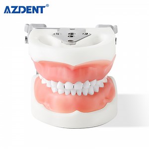 [Hot Item] Dentistry Equipment Resin Dental Model Training Typodont Teeth Model