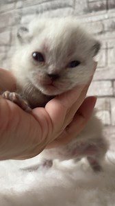 19 reactions | Tilda British Shorthair Colorpoint Girl (seal point) Born 23.10.2024 | Criative Diamonds British Shorthair and Longhair Cattery | Facebook