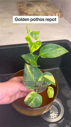 Repotting golden pothos🪴 #HousePlants #BedroomPlants #AirPurifyingPlants #SleepBetter #planttips #petfriendlyplants #plantlover | Home ThePlanter
