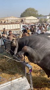 Khatarnak bull ki unloading 😱 | Abba Cow Mandi Walay