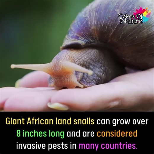Giant African Snail | Colors Of Nature
