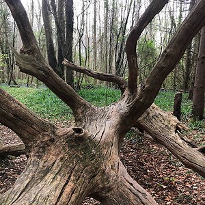 Killinthomas Woods, Rathangan, Kildare