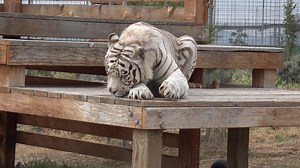 Remember to reserve for Safe Haven's Campout on Saturday, June 24th. Meet Aashavaan and other Safe Haven residents during the evening tour and spend the night enjoying the wild evening "chatter"! To reserve, contact us at: safehavenwildlife1@gmail.com or call (775) 538-7093. $50 per adults/$30 per child. | Safe Haven Wildlife Sanctuary