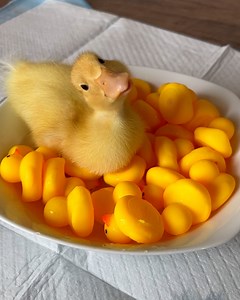 202K views · 5.7K reactions | This duckling has a wry neck which causes him to always look very inquisitive 凉 | Furry Tails | Facebook