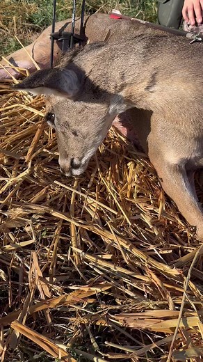 1.2K views · 20 reactions | We have a great variety of tv shows on the Hunt Channel | Huntchannel.tv | Facebook