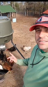 This automatic chicken feeder changed everything! We love an easy, low-maintenance coop routine that is no hassle when we go out of town. Follow for more chicken keeping tips! 🐔#backyardchickens #farmlife #chickencoop #hack #fyp | Homesteading and Hungry