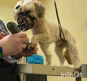 Charlie the Terrier mix has been with us for our Boot Camp program. One of his biggest issues has been grooming and handling to the point where he has been turned away from multiple groomers. His owners have been working on grooming him at home but Charlie struggles greatly and has been a huge risk for biting. He has learned that using his mouth gets him out of situations and when he bites it is fast and hard. A huge focus of his program has been building his tolerance to grooming. Our board and