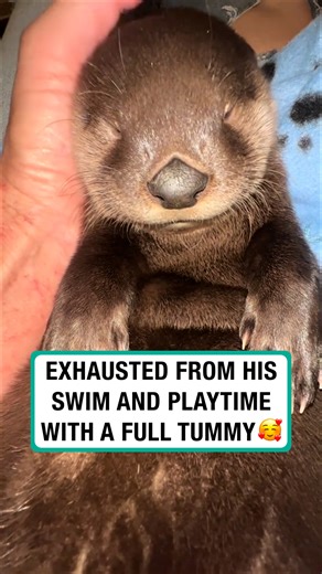 What a cutie! 🦦 | Furry Tails