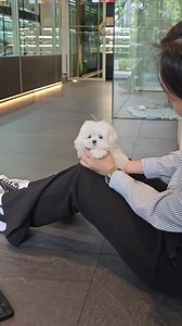 Short and sweet! 🤗An affectionate whipped cream Maltese with jelly paws and precious dark pear-shaped eyes.🤍 #PrettyBubbleDog #PrettyBubbleMNL #maltese #maltesepuppy #malteselovers #malteseofficial #malteseofinstagram #dogsofinstagram #puppy #pet #puppylove #Petlovers #reels | Pretty Bubble Dog