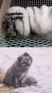 Have you ever seen a fox look like this? Meet the bizarre & heartbreaking reality of the “mob wife” trend. | PETA (People for the Ethical Treatment of Animals)