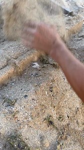 208K views · 749 reactions | Beach Cleanup Turns Into Treasure Hunt:...