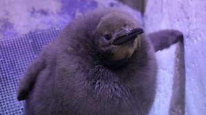 1.7K views | That’s a whole lot of chick! Meet Atticus, the Detroit Zoo's newest penguin who hatched last August and already weighs more than his parents. | USA TODAY Travel | Facebook