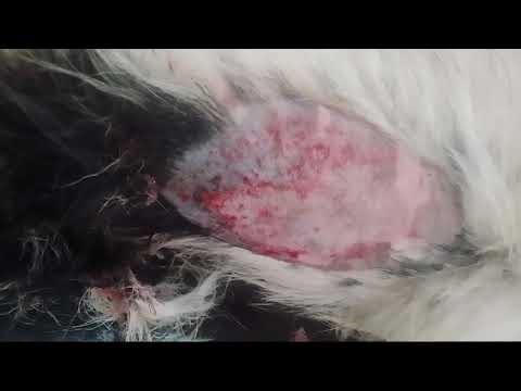 "Hot spot" : Signs, Causes and How to treat Moist Dermatitis