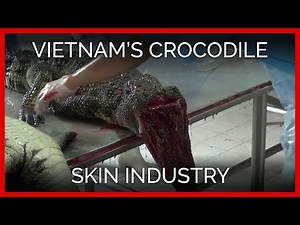 Vietnam’s Crocodile Skin Industry
