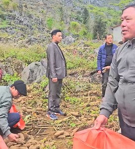 75K views · 861 reactions | Gathering Yacon Root A Delicious, Distinctive Yam with Incredible Health Benefits 011 | Life Naturals | Facebook