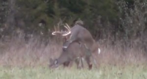 This Big Buck Really Goes Out with a Bang