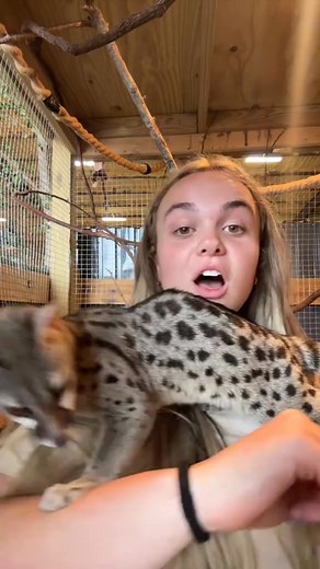 Let’s play with Rye today! #animal #animals #genet #facts #fun #exotic #blog #vlog | Milena Taber