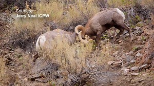 Every fall, bighorn rams fight and butt heads during their mating season called the "rut." CPW has spent decades rebuilding Colorado's bighorn populations through aggressive trapping and relocation efforts. CPW has completed more than 100 transplants of bighorn sheep throughout the state since restoration efforts began in the 1940s. Today, Colorado is home to more than 7,000 bighorn sheep -- the largest population in the West. #livelifeoutsideco 🎥: Video was taken on Nov. 18th, 2020 by Jerry Ne