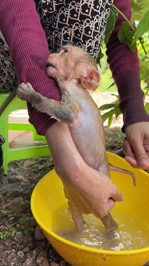 Showering for little baby monkey #monkeying_around #monkeying_around #monkeytreats #monkeying_around #monkeyloving #monkeyoftheday #monkeyseemonkeydo #monkeying #monkeylife #monkeyingaround #monkeylove #monkey #monkeylovers #monkeybars #monkeyloveit #monkeybusiness #monkeytime #monkeymode #monkeyfunny #monkeyclimbing #monkeyadventures #monkeyingaround | DIY IDEAS HOME