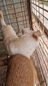 5.9K views · 206 reactions | Yena  Die hübsche Yena kam zusammen...