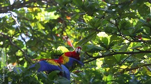 Scarlet Macaw feeding on nuts on Osa Peninsula Costa Rica