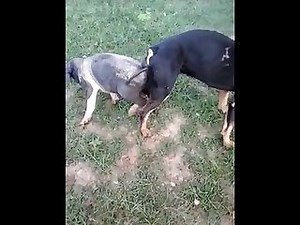 18.dog Knotted To Pig