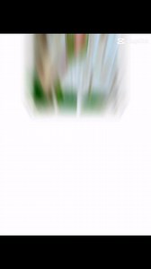 Spring #flowers in #Alabama #spring | Danna Standridge