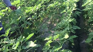 Sunflower, perfect germination of three rows on bed planted by precision planter - April 23 | Pedaver