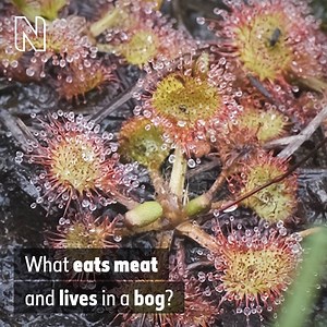 The great sundew is a carnivorous plant with a sticky surprise for any passing insects. But this bog-dwelling plant has become rare in England. Whilst in Rochdale, #DippyOnTour found out how botanist Josh Styles is helping to reintroduce the sundew to the North West. Read more on this story here: http://bit.ly/NHM-sundew-FB | Natural History Museum, London