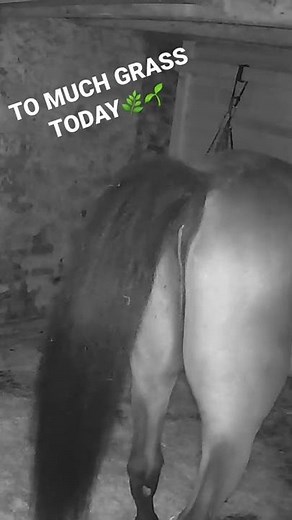 Juicy farty horse shit