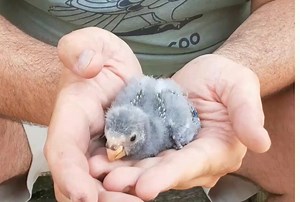 38 reactions | Come fly with us! Learn more about our birds (585) 671-2473 | Exotic Pet Birds, Inc. | Facebook