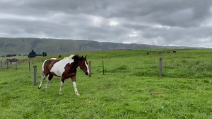 Mum thought I’d jump in and harass the new horse. She was wrong. Again. Neighhhhbours grass is better than ours even though the bulls have been eating it all… yes that’s a normal farm gate behind that hay. With an electric fence outrigger on the other side to stop bulls pushing on the gate 😆😆 Only called for a casual trot up jump 🙄😆🤪 | That Dickhead Harley