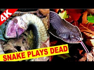 Eastern Hognose Snake Playing Dead