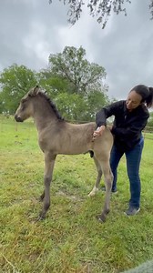 Shiloh getting a chiropractor adjustments and his laser treatment for his digestive issues by Dr. Dotsie Riley. I was just there to give him snacks as needed. This sweet boy loves human attention. | Legacy Ranch & Rescue Inc