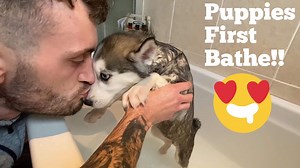 285K views · 744 shares | Husky Puppies First Ever Bath. #huskylife [SUCH A GOOD GIRL!!!] | Milperthusky | Facebook
