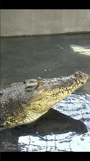 日本最大のワニ #iZoo