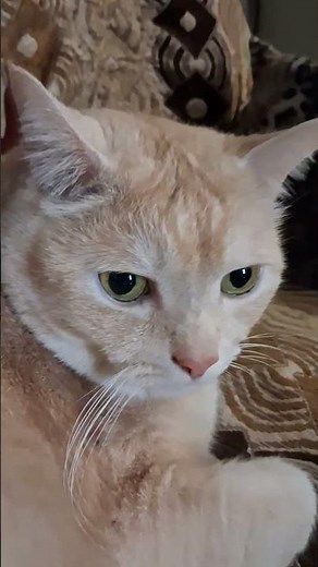 Chessie the cat sending Goodnight Kisses to his Beautiful Maggie 😍 #cat #cute ##catshorts