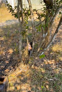 Monkey Coco on Reels