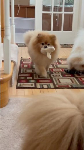 The cuteness Pomeranian's playing compilation Funniest Moments