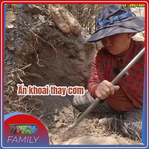 Nhìn vậy chứ đào khoai này cũng không có dễ, gai quá trời gai luôn ---- Cre: Gà Lang Thang © Bản quyền của video này thuộc về MCVNetworks. © The copyright of this video belongs to MCVNetworks. #MCVNetwork #Netlove #MCV #NWT #GLT #GaLangThang #GALANGTHANG | Rồng Vàng