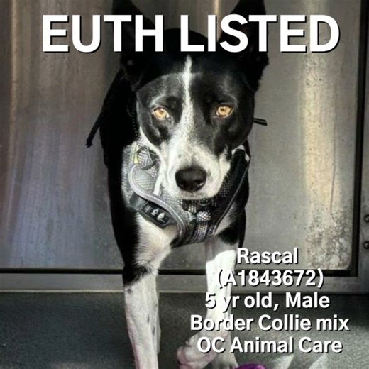 2.3K views · 434 reactions | Very sad to report...Rascal was...