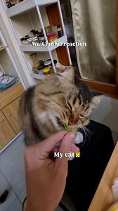1.7K views · 416 reactions | All jokes aside… he actually loves cat grass  He just needs to act offended first. Drama is part of the experience. #cat | Mister Puss aka Pancake Face | Facebook