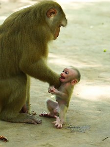 2.7K views · 31 reactions | Poor baby Lynx cry lure Mom don't leave him like this #beautiful #monkeydluffy #monkeycute #babymonkey #monkeyface #lovely #monkey #cute #animals #animalsbaby #poormonkey #monkeycry #funny #funnyvideo #cuteanimals | Monkey TV7 | Facebook